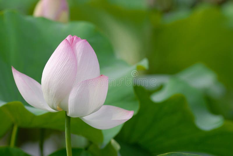 Lotus flower