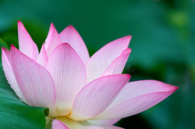 Lotus flower royalty free stock image