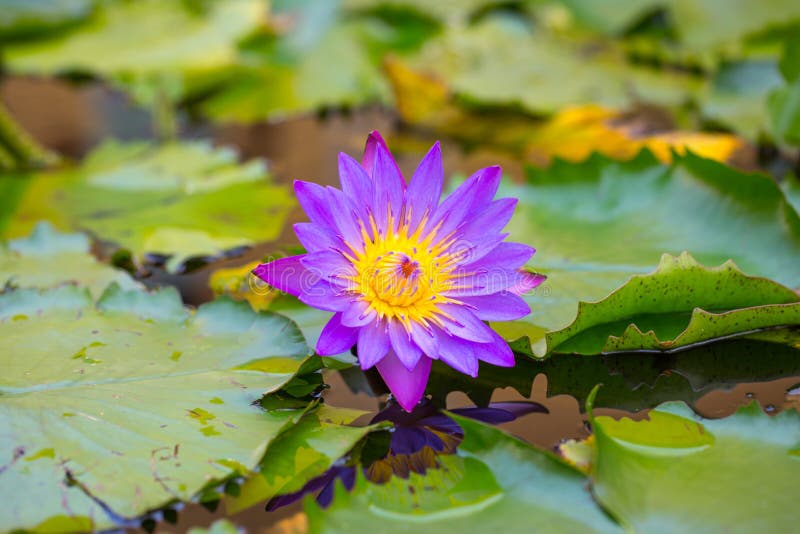 Lotus Flower stock image. Image of beauty, flower, copy 104817317