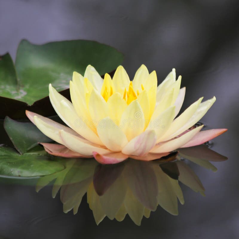 Lotus flower