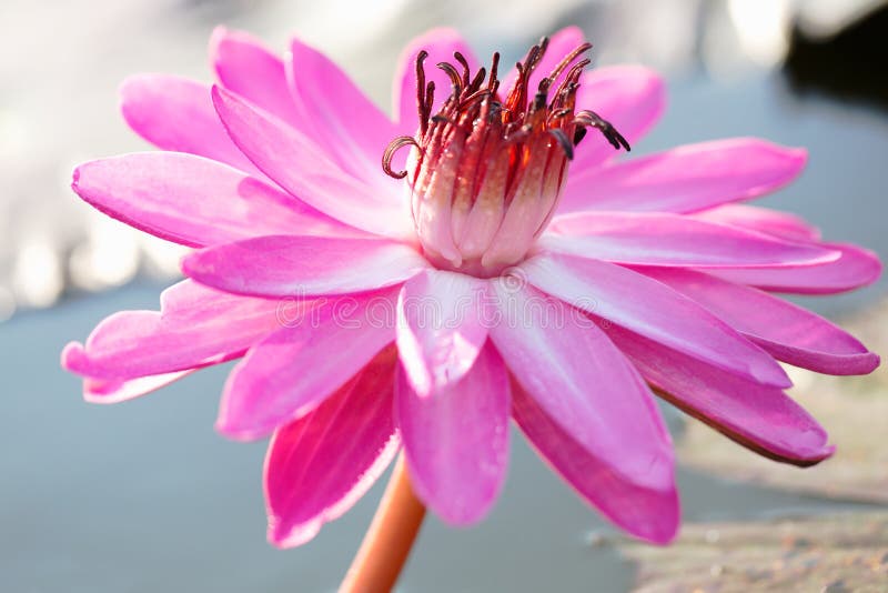 Beautiful lotus flower in pond