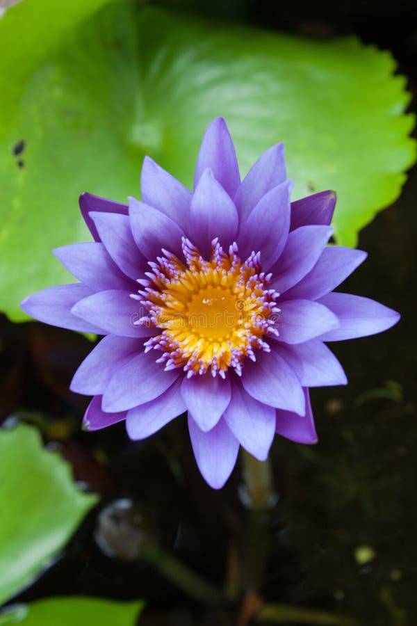 Lotus Flower stock image. Image of flower, leave, purple 57738387