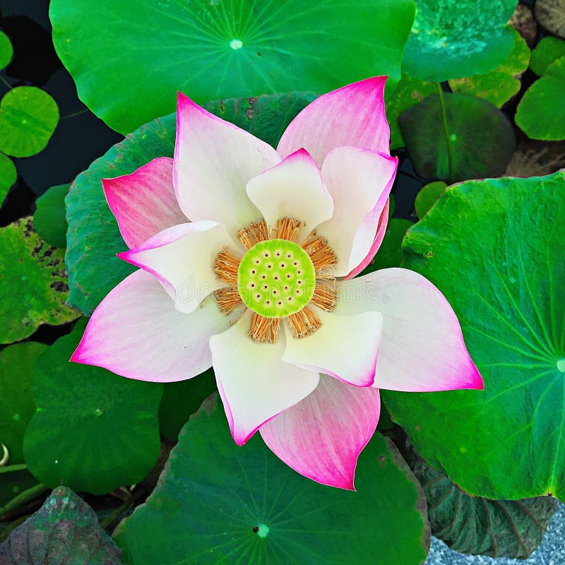 Lotus Flower Beautiful Thai Stockfoto Bild von blume, botanik 83731598