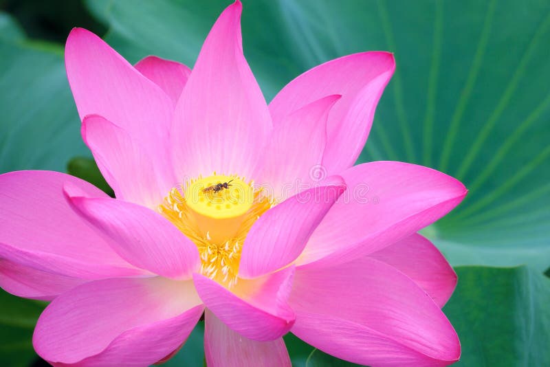 Lotus flower and bee stock photo Lotus flower and bee stock photo
