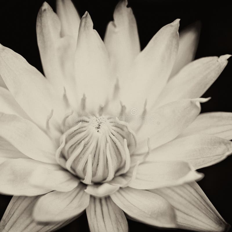 Lotus Flower in Black and White Isolated Stock Photo Image of bloom