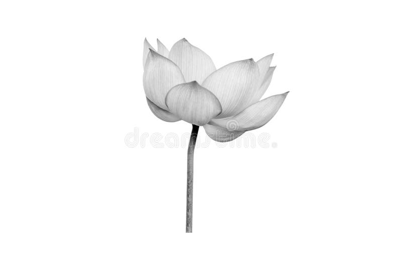 166 Black White Lotus Flower Drawing Photos Free Royalty Free Stock Photos From Dreamstime 166 Black White Lotus Flower Drawing Photos Free Royalty Free Stock Photos From Dreamstime