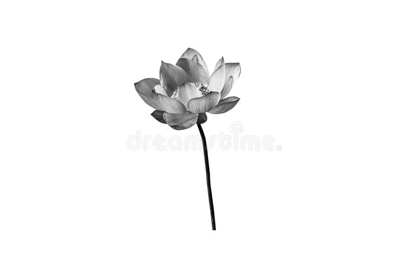 166 Black White Lotus Flower Drawing Photos Free Royalty Free Stock Photos From Dreamstime 166 Black White Lotus Flower Drawing Photos Free Royalty Free Stock Photos From Dreamstime