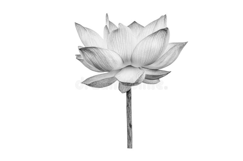 Black White Lotus Flower Isolated on White Background. Stock Photo