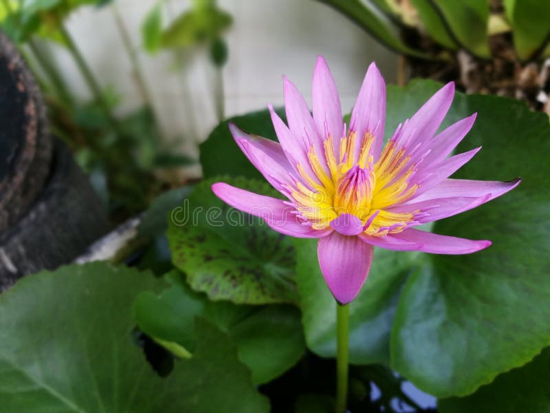 Lotus flower stock image. Image of bloom, pinklotus, lotus 90694483