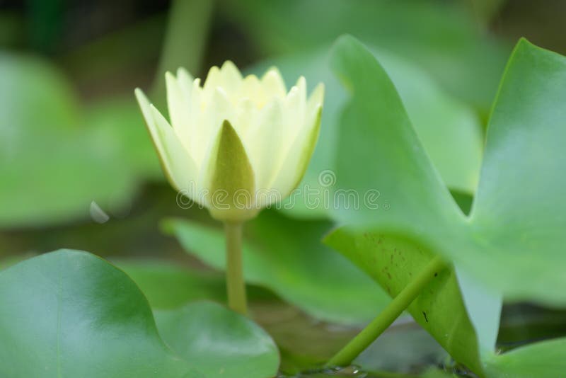 Lotus flower in bloom stock image. Image of closeup 249700025