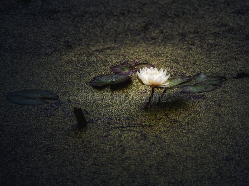 The Lotus Flower Bloomed at Night in the Swamp Stock Image Image of