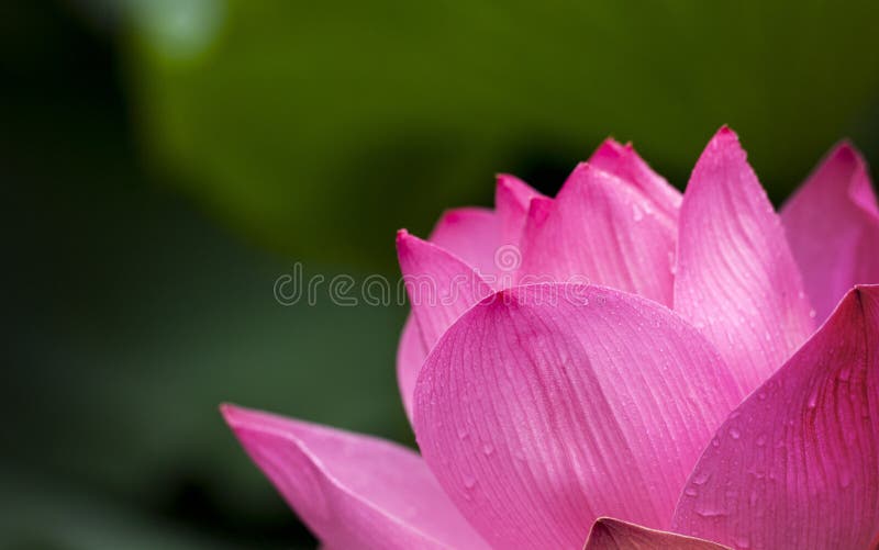 Lotus Flower Blooming During Daytime Picture. Image 90430107