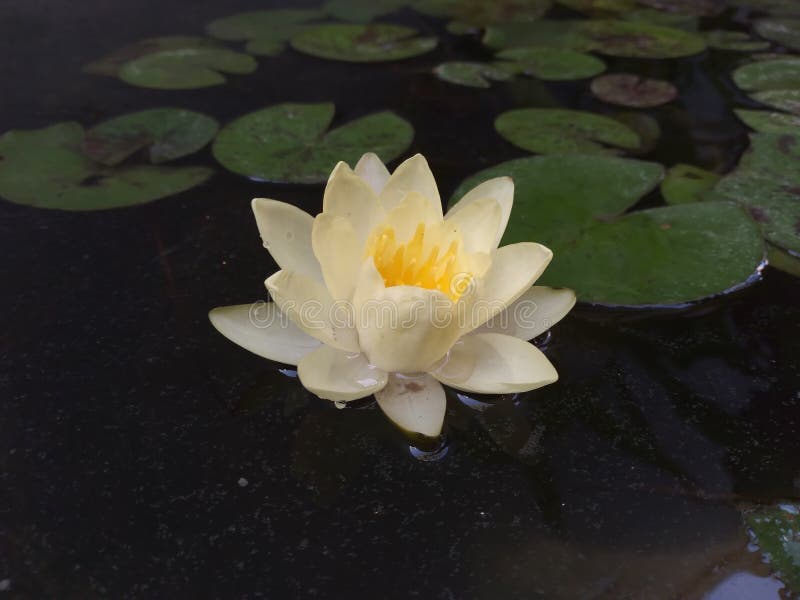 Lotus Flower Blooming in the Fish Pond in the Morning Stock Image Image of yellow, rose 220918879