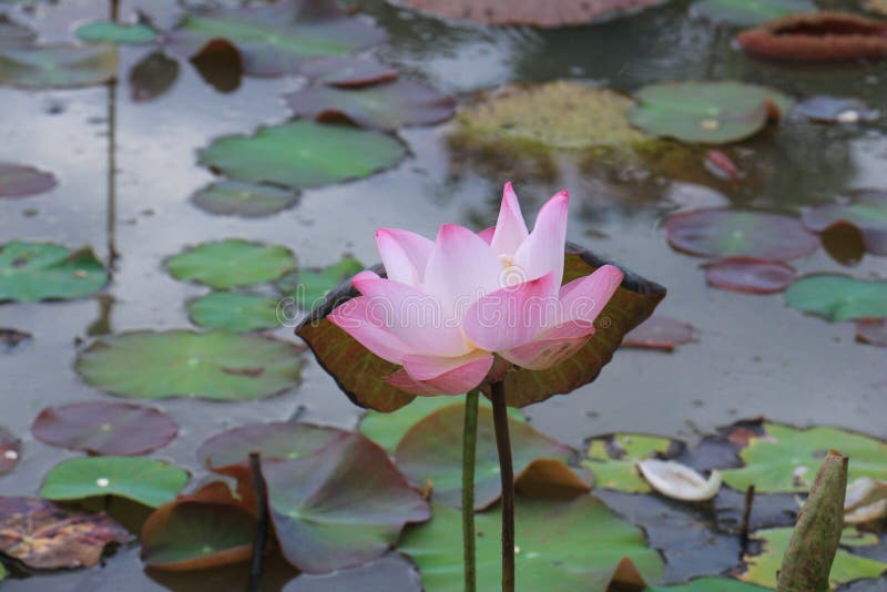 Lotus Flower Blooming in Swamp. Stock Image Image of plant