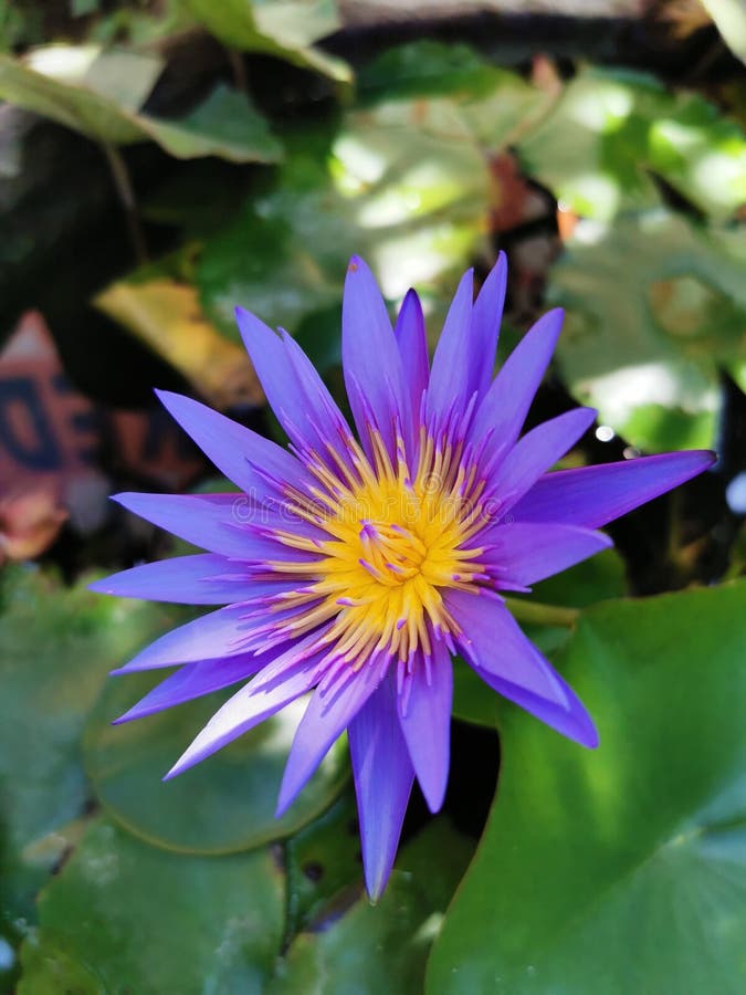 Lotus Flower that Blooms in Summer Stock Image Image of blossom