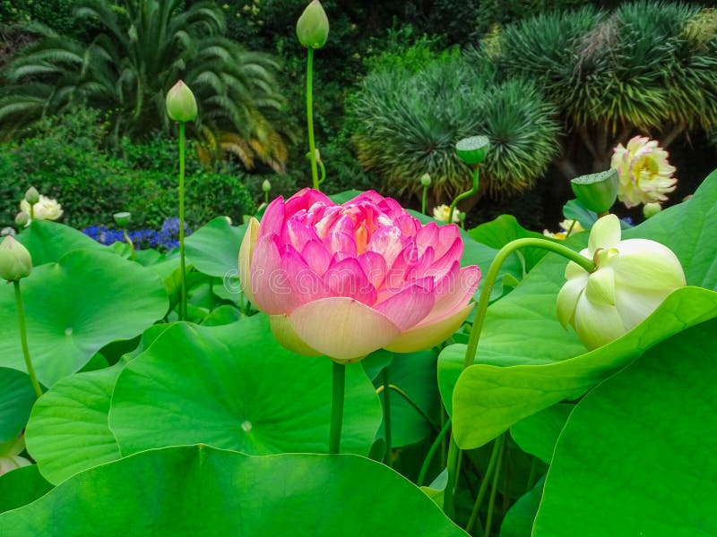 Lotus Flowers Above the Vegetation Stock Photo Image of blossom