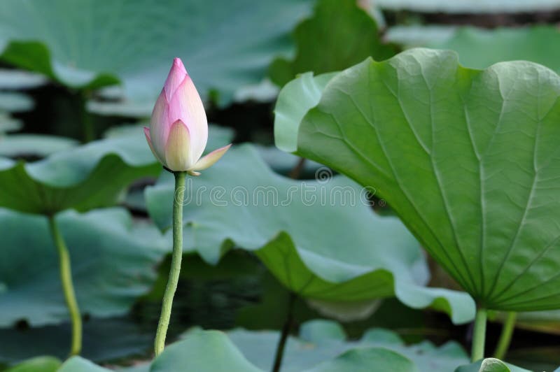 Lotus flower bud