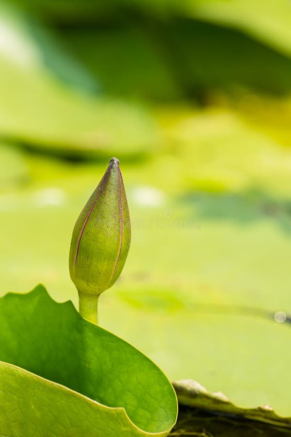 Lotus flower bud