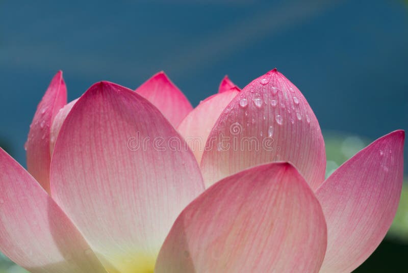 Lotus flower closeup stock photo. Image of nymphaea, beauty 2867616
