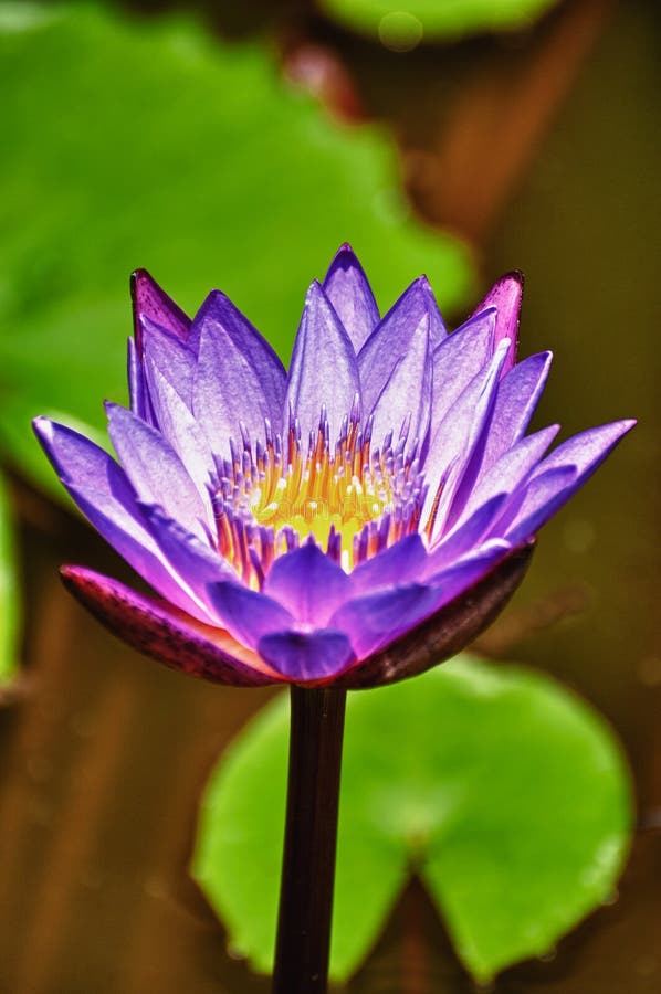 Lotus Flower Close Up In HDR Stock Image Image of flower, lake 26587517