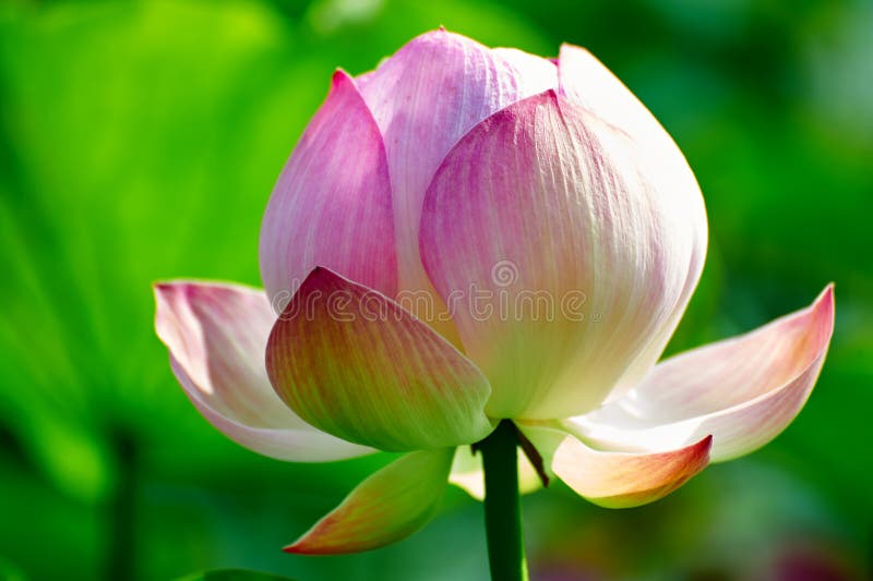 The lotus flower close-up
