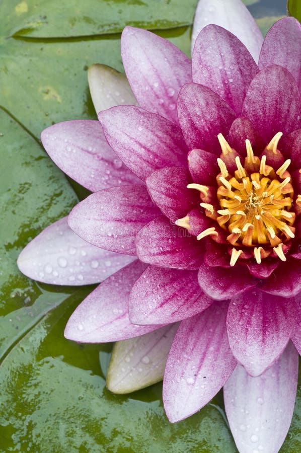 Lotus flower closeup stock photography