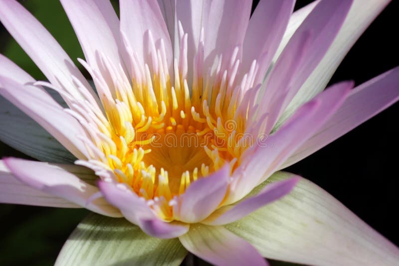 Closeup of Blooming Water Lily Stock Image Image of decoration