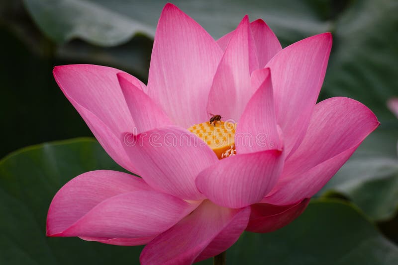 The Lotus Flower with the Bee. The bee was approaching the center of flower finding its food based on sweet aroma of the flower. The Lotus Flower with the Bee. The bee was approaching the center of flower finding its food based on sweet aroma of the flower