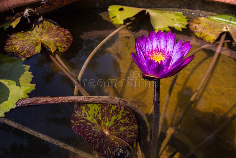 Lotus Flower en budismo fotografía de archivo Lotus Flower en budismo fotografía de archivo