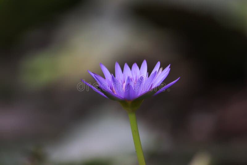 Lotus Flowers Blooming in the Middle of the Swamp Stock Image Image