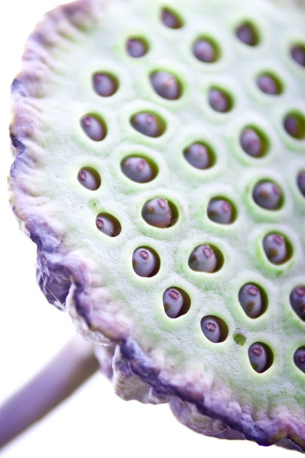 Lotus flower fruit pod stock photo. Image of lotus, white 12127052