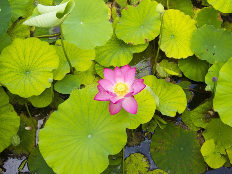 Lotus flower. stock photo. Image of lotus, plant, color - 98447948