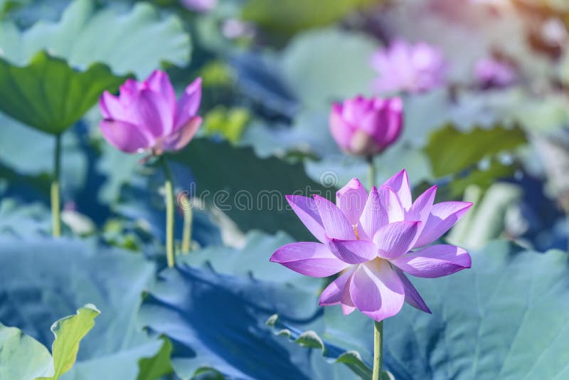 Lotus flower in garden stock photo. Image of flora, hanoi 184173840