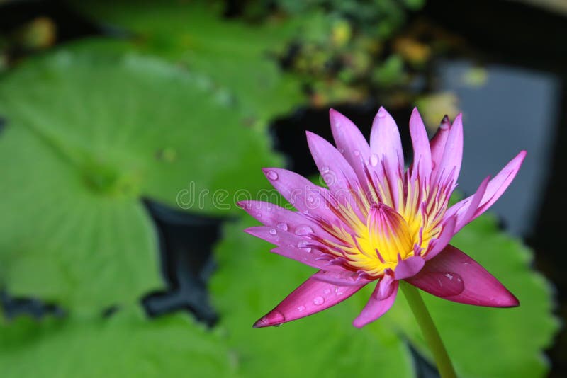 Lotus flower stock photo. Image of leaves, green, lotus 63408174
