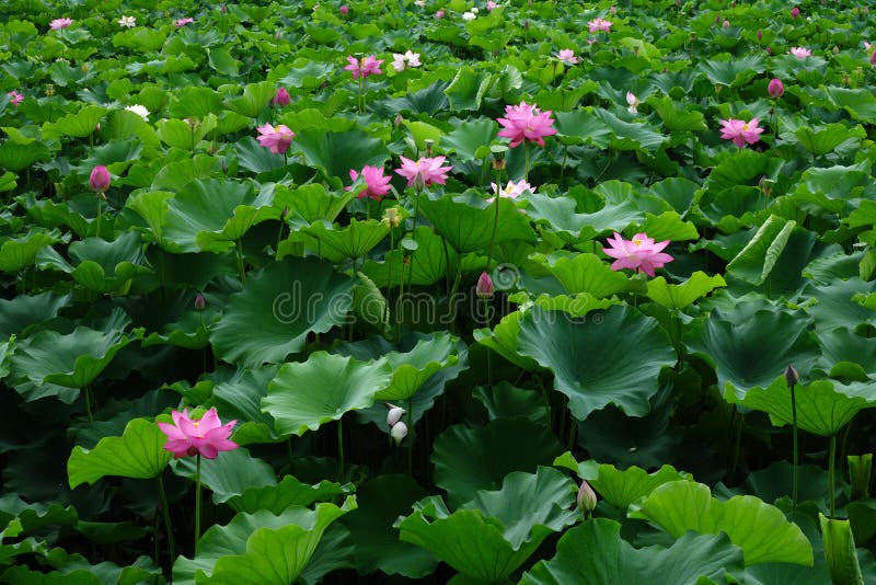 Lotus Flower with Green Leaves Stock Photo Image of biology, floret