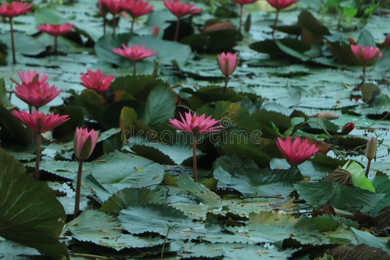 The Lotus Flower Growing in the Lake Stock Image Image of lake