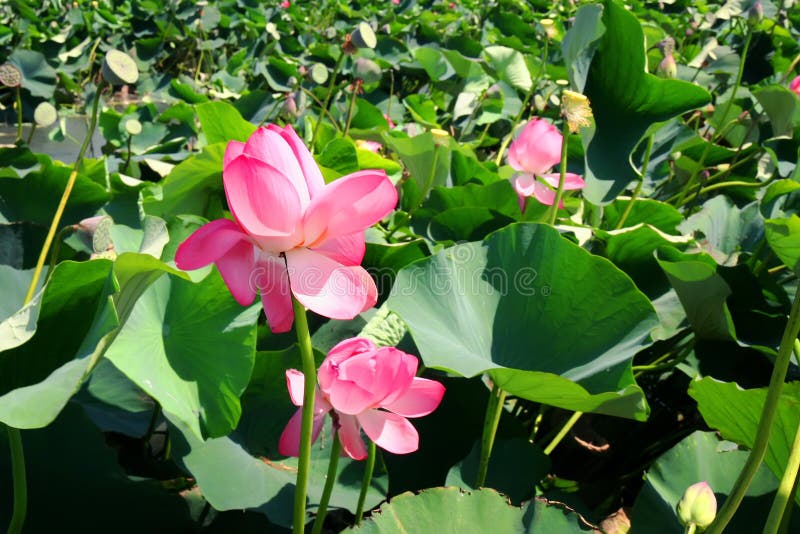 Lotus Flower Growing in Water Stock Photo Image of botany, blooming