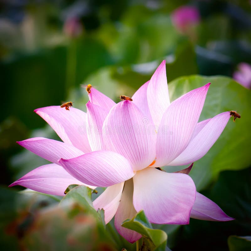 Lotus flower(Hindu Lotus) stock photo. Image of insects