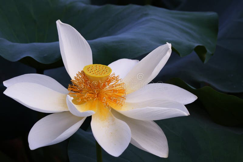 Lotus flower(Hindu Lotus）