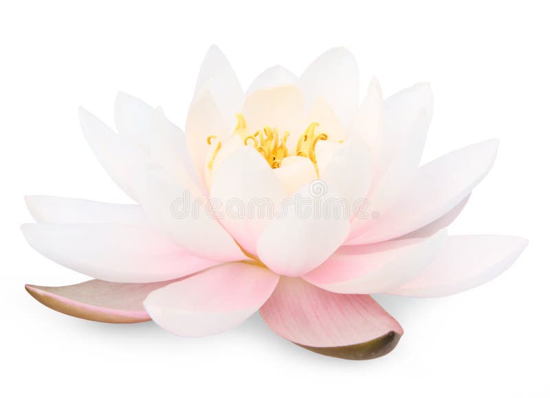 Lotus flower royalty free stock photography