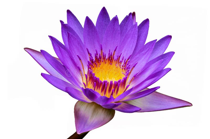 51,682 Lotus Flower White Background Stock Photos Free & RoyaltyFree