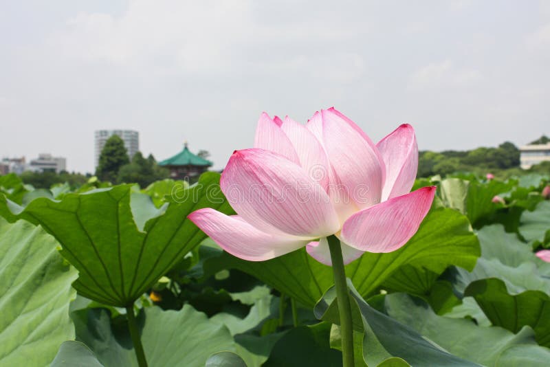 Lotus flower in Japan