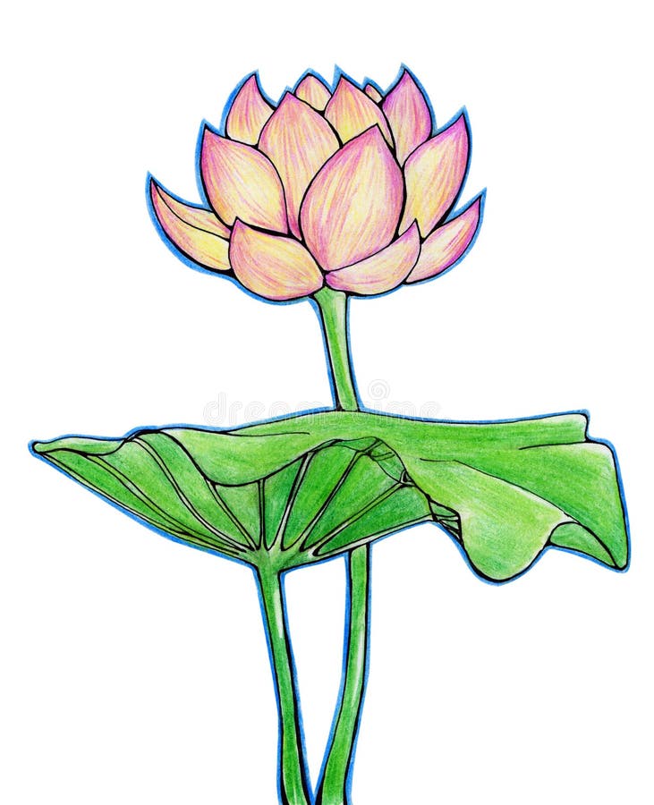 How to draw beautiful lotus flower with pencil || Muskan drawing and art ||  | Lotus drawing, Lotus flower art, Flower art drawing