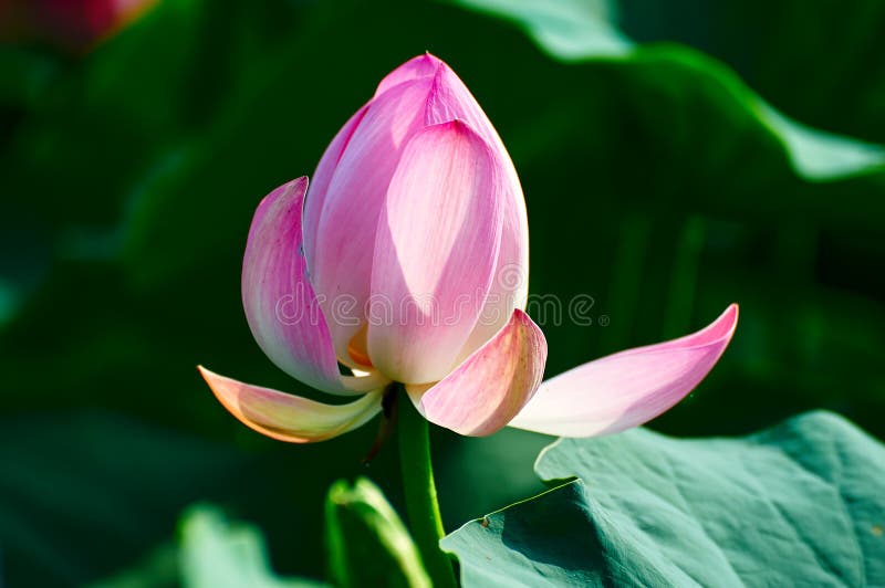 The lotus flower and leaf