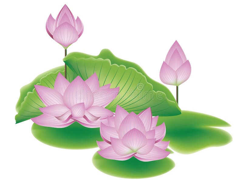 Lotus Flower with Leaves