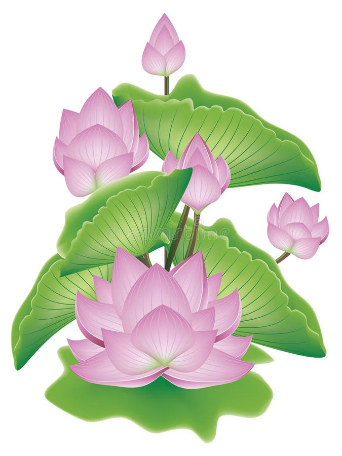 Lotus Flower with Leaves