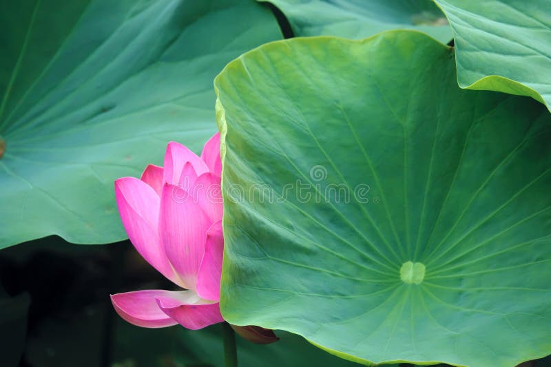 Lotus flower in leaves stock image. Image of summer 154690011