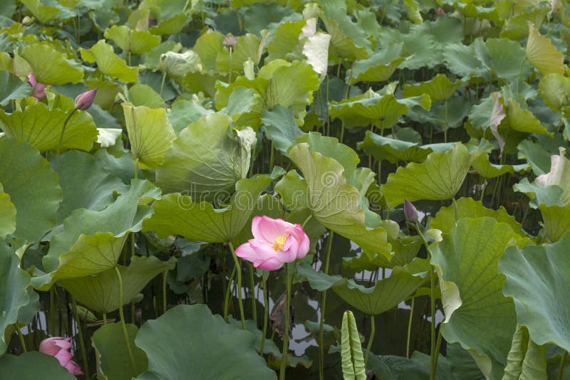 Lotus flower in a lily pad stock photo. Image of lilies - 153260682