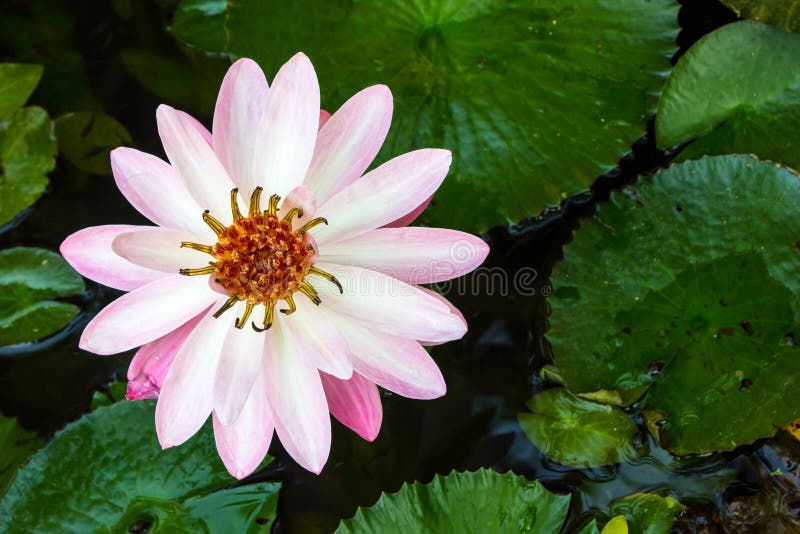 Lotus flower and Lotus flower plants Background patterns. stock images