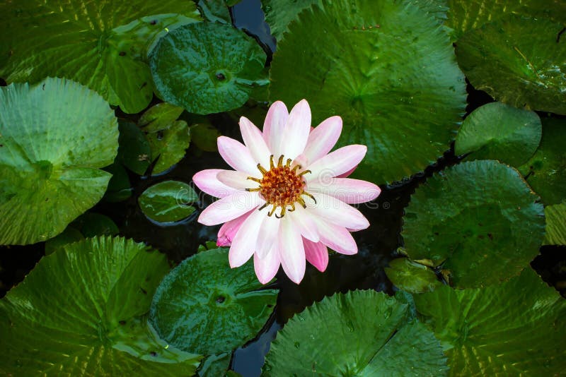 Lotus flower and Lotus flower plants Background patterns. stock image